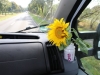 Gertrud, die Busblume